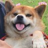 suugaku_monndai's profile picture. なぜか中学数学や中高英語,物理基礎,物理,化学基礎,化学まで教えている高校数学専門の学習塾経営者(男,37歳,指導歴18年目,開業12年目)です。趣味でホームページを作っています。まだ作成途中ですが、よかったらお使い下さい。ホームページの更新内容,柴犬,猫,教育,数学,飯テロ,家庭菜園,株300など。勉強垢兼用。