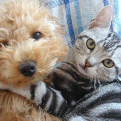 アメショのぽん太🐾キジトラの寅次郎🐾まめ太郎🐾にゃんず🐈‍⬛ お猫さま専用垢ですにゃっ🐾 たまにトイプーのりく🐶が降臨します ❌DM 返信しません。 🚗その他写真→ @hachiko1027