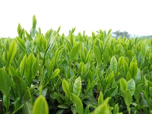 【有機無農薬栽培のお茶】を生産・加工・販売しています。　森と水の豊かな臼杵市野津町＜吉四六の里＞からお届けします。