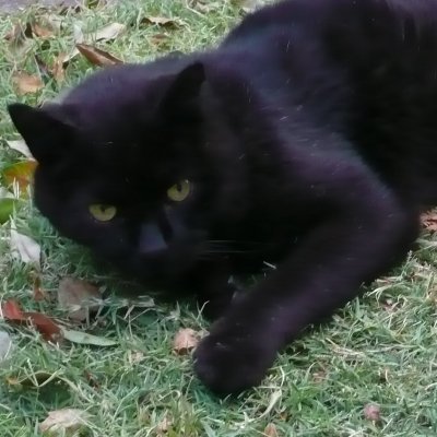 blackthugcat Profile Picture