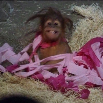 maggsduarte's profile picture. I’m funnier in real life but also uglier.