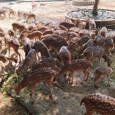 ADoweny's profile picture. 