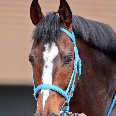 オジュウチョウサンカッコいいね！
競馬好きになったのは飛越してるオジュウをみてからです！
#オジュウチョウサン
怪我なく無事に引退良かった良かった。
ただ寂しくなるなぁ。
オジュウの子供が見れる事を期待して待ってます！