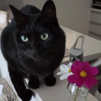 kiki🐈⬛🐈⬛ (@k_malvamoschata) 's Twitter Profile