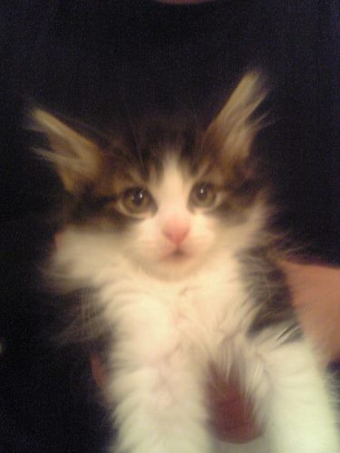 chiharin38's profile picture. じょれmdzs沼で溺れているけど

ポストはほぼネコの話題です😅