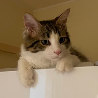 aki_9mm's profile picture. 無言フォロー歓迎です。ゲームとプラモデル、バイクの呟き多めな週末モデラーです。同じ趣味の方はフォロー&フォロバします。こちらも無言フォロー失礼します💦