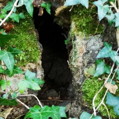 Patrick11831988's profile picture. Nature