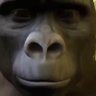 TenebrousMonke's profile picture. Monke see Monke do