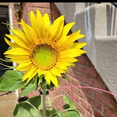 anigabba's profile picture. 