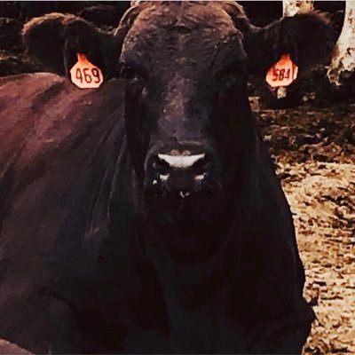 Cattle Feeder- Cal Poly SLO-KState…Texas Tech Dad