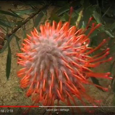 SaraAbrami4's profile picture. Vale più il fare che il dire