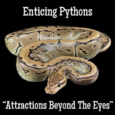 Enticing Pythons believes in producing high in and out quality Bally Pythons for you to use in your future projects or to keep as a pet.