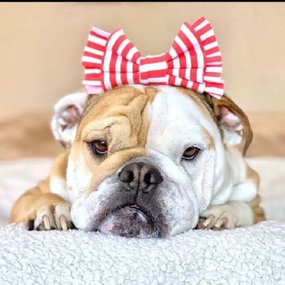 welcome to #Bulldog_Lovers❤️.Follow Us,if you true #Bulldog_Lovers💖.This page dedicated to all the Bulldog owners   and Lovers✌️😍