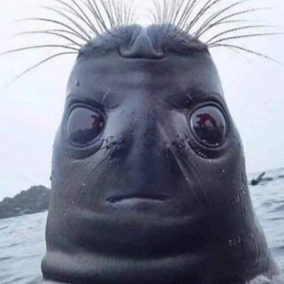 chercheuncentre's profile picture. surprise