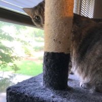 Linda Lehman (@madamdefargegw) 's Twitter Profile