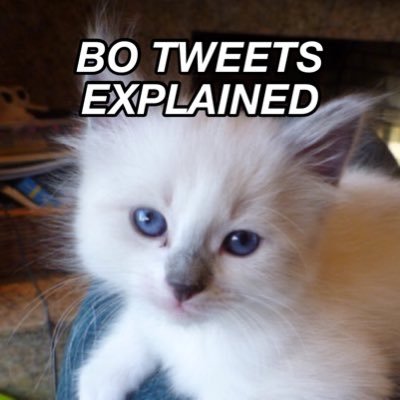 Bo Tweets Explained