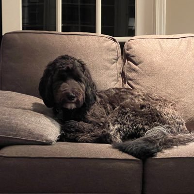 HopeFuzzyMuffin's profile picture. Bernedoodle