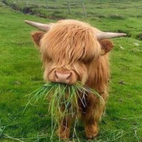 Dancing Brave (@avhazza) 's Twitter Profile