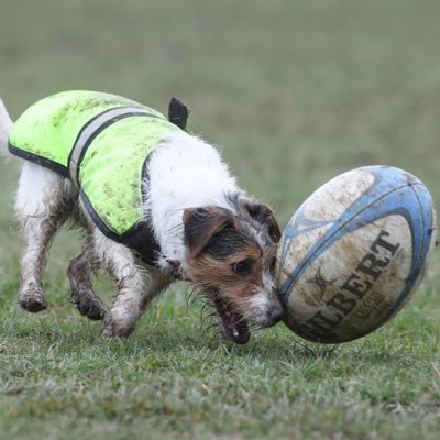 TitchRugby Profile Picture