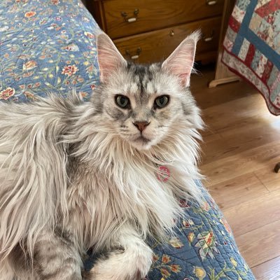 Democrat, quilter, Maine Coon mom to Clara and Eli. Vaccinated and still wearing a mask. No DM’s please. Retired Neonatal NP. Absolutely no MAGA’s. Vote Blue!