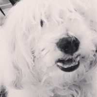 في كل كبد رطب أجر 🐈🐶❤️ صدقه جارية (@bashayer_sd2) Twitter profile photo