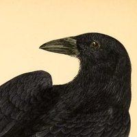 Tomás (@tomascorax) 's Twitter Profile