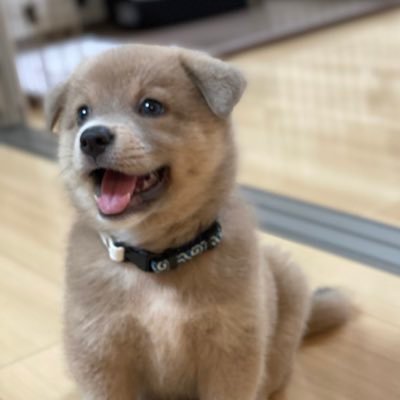 愛護センターから引き取り（ '21 10/11 ）家族になった可愛すぎる愛犬（ あさぎ♀雑種 '21 8/14生 ）の成長記録 （ 人間：@___O3O8___ ）