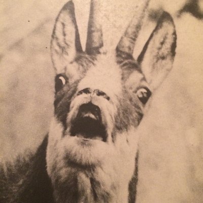 lougrearm17's profile picture. 20 ans - Responsable Modération Stelerio