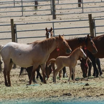 Nv state representative for US Horse Welfare and Rescue National Coalition
I'm a voice for our Wild Horse and Burros.