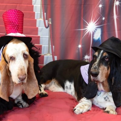 Gracie and Issac  10 year old basset hounds