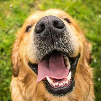 Halluxtino's profile picture. La mayoría de mis artículos, a penas tienen sangre...