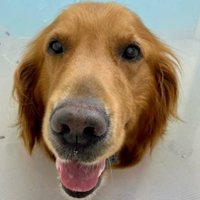 did remi run into something today? (@remi_doggo) 's Twitter Profile