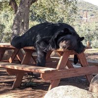 Oso Negro Mk2 (@elmimbresman) 's Twitter Profile