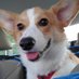 Mika BrezCorgi (@brezcorgi) Twitter profile photo Mika BrezCorgi (@brezcorgi) Twitter profile photo