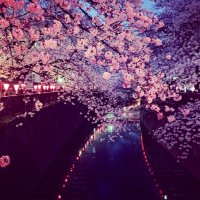 CypherTanuki (@cyphertanuki) 's Twitter Profile