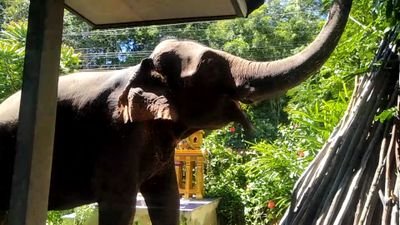 น้องฟ้าใส🐘🐘 เป็นช้างตกงานมาจากพัทยา รายได้มีทางเดียวคือการไลน์สดขายผลไม้🍌🍉🍍ออนไลน์เมตตาน้องด้วยนะค่ะ 020153874753 ออมสิน สกุนา ศาลางาม