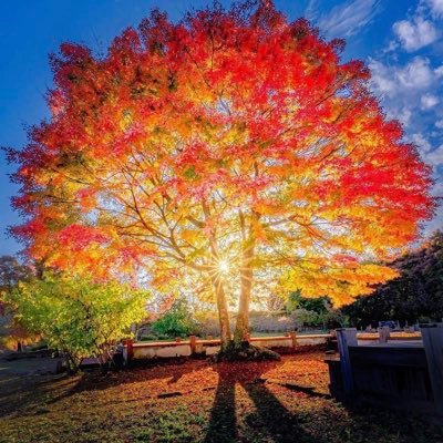 MadeInCornwall's profile picture. NHS 💙. Humanist. Rame. Whippet lover. #LightBlue