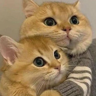 wilwol_wilwol's profile picture. I talk about being an engineer and helps you getting your first job in tech! | 🇮🇩 📍Jakarta | Web | Golang | JS / TS