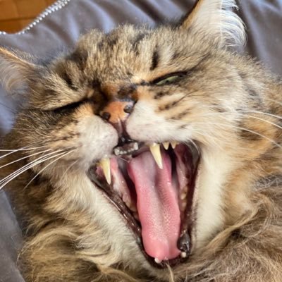 かげほたさんのプロフィール画像