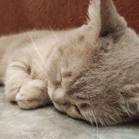 Mèo NeOn(@NeonMeo) 's Twitter Profileg