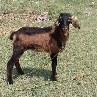 ExcelsheetIPS's profile picture. குறைந்த விலையில் எக்செல் ஷீட்டில் ஆதாரம் செய்து தரப்படும்.