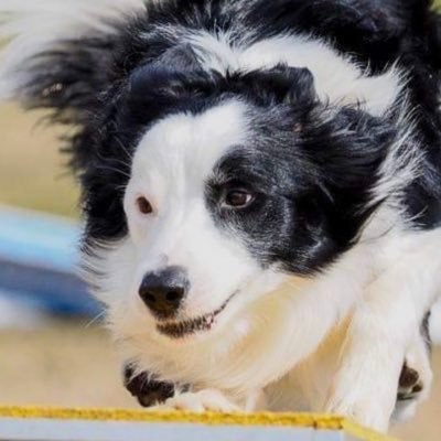 cocoaema's profile picture. 犬(ボーダーコリー)と仕事と時々お酒🥃  ➡️➡️犬(ボーダーコリー)とお酒🥃と時々仕事