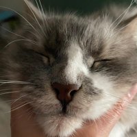 Greenzhy (@charlie_elef) 's Twitter Profile