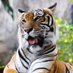 Tiger (@plinhbang02) Twitter profile photo Tiger (@plinhbang02) Twitter profile photo