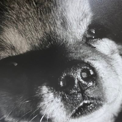 junzaza's profile picture. 音楽、漫画、映画、アパレル、メガネとか。 いぬの気持ちをきままにつぶやく。組織の犬、飼い慣らされているようだ。Camp Flog Gnaw🇺🇸(23,24)Laneway Fes🇦🇺(25) Øyafestivalen🇳🇴(25)