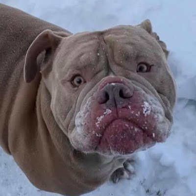 austinstoppa9's profile picture. Finished. And family and my dogs and Georgia