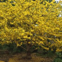 Nam Maivan (@nammaivan) 's Twitter Profile