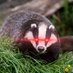 crypto_₿adger (@crypto_badger) Twitter profile photo crypto_₿adger (@crypto_badger) Twitter profile photo
