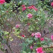 Rose Bush (@rose1962bush) 's Twitter Profile