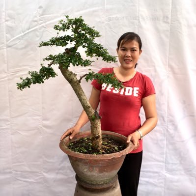 Cung cấp các loại Bonsai phong cách 
Đc:1/22/1A linh Đông Thủ Đức Tpthuduc
Hotline:070712689
             :0906713785